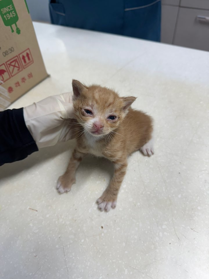 종료(자연사) 한국…